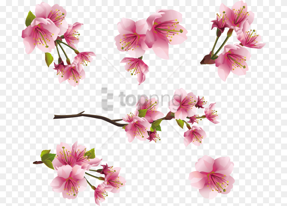 Spring Images Transparent Peach Blossom Clip Art, Flower, Plant, Anther, Cherry Blossom Free Png Download