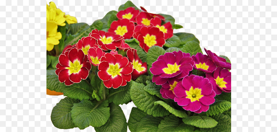 Spring Is Coming Primevre Fleur, Flower, Geranium, Plant, Petal Free Transparent Png