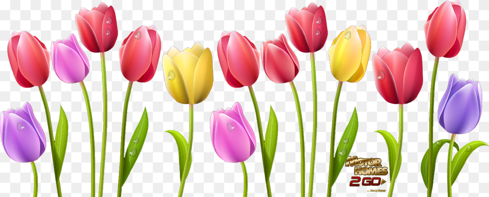 Spring Is Here Skagit Tulip Flower Clipart, Plant Free Png