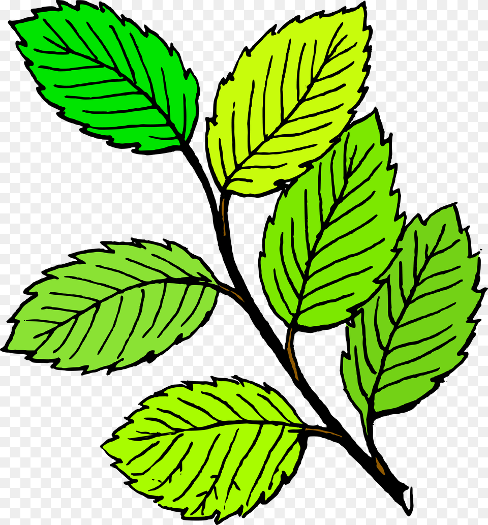 Spring Leaf Clipart Clipart Image, Plant, Tree, Herbs, Mint Free Png Download