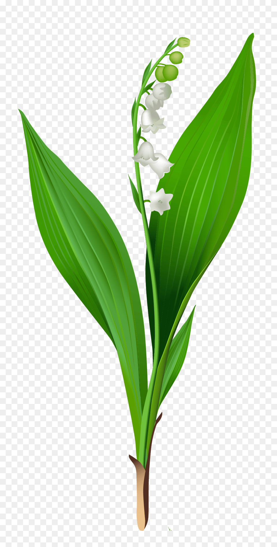 Spring Lily Of The Valley, Flower, Leaf, Plant, Amaryllidaceae Png Image