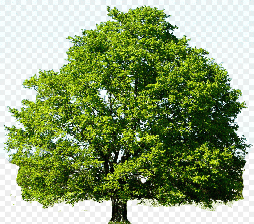 Spring Maple Tree, Oak, Plant, Sycamore, Tree Trunk Free Png