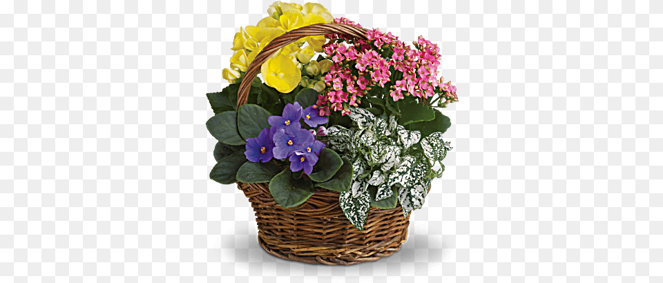 Spring Mixed Basket Flowers Spring Has Sprung Mixed Basket, Flower, Flower Arrangement, Flower Bouquet, Plant Free Png