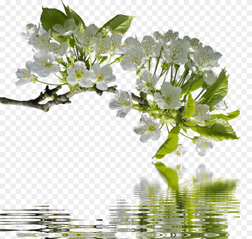 Spring Morning Chinese Poem, Flower, Flower Arrangement, Flower Bouquet, Plant Free Png Download