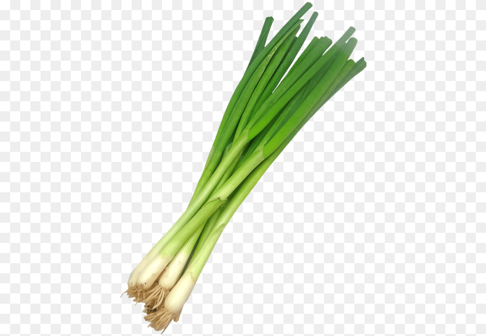 Spring Onion, Food, Produce, Plant, Spring Onion Free Png