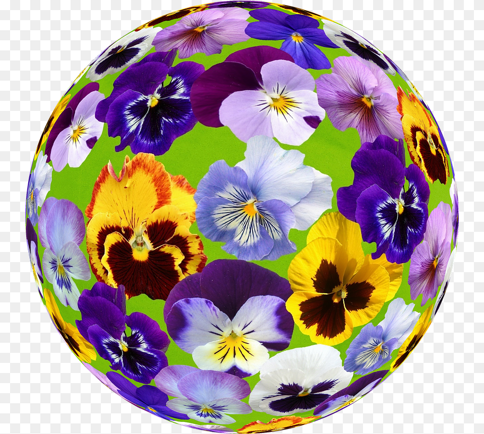 Spring Pansy Blossom Free Photo Pansy, Flower, Plant, Sphere, Helmet Png Image
