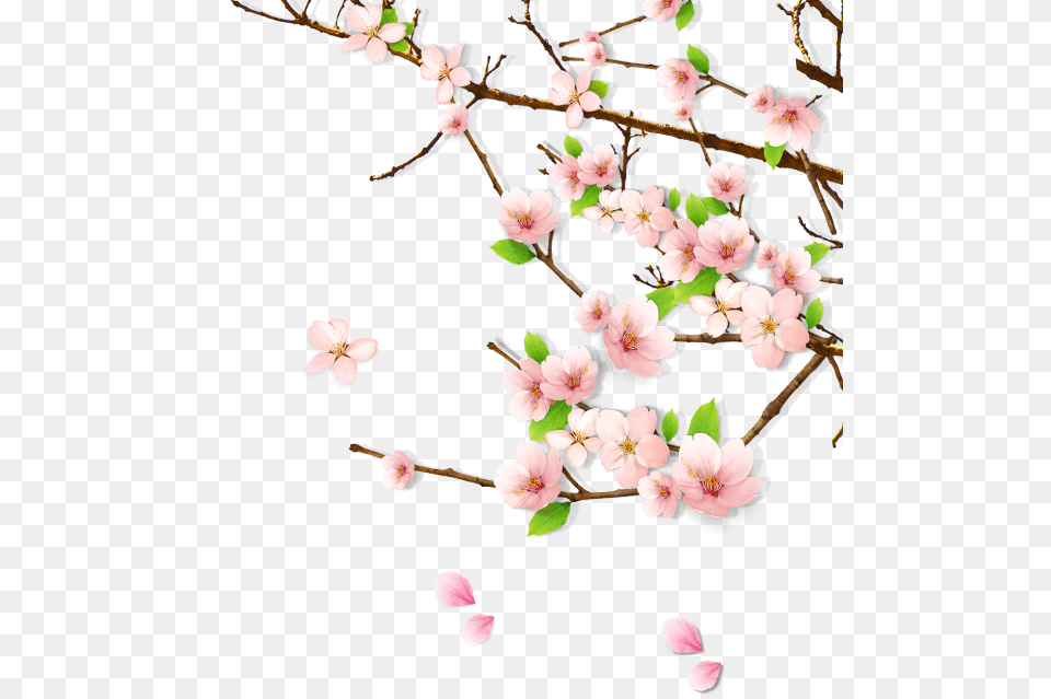 Spring Peach Blossom, Flower, Plant, Cherry Blossom Free Png Download