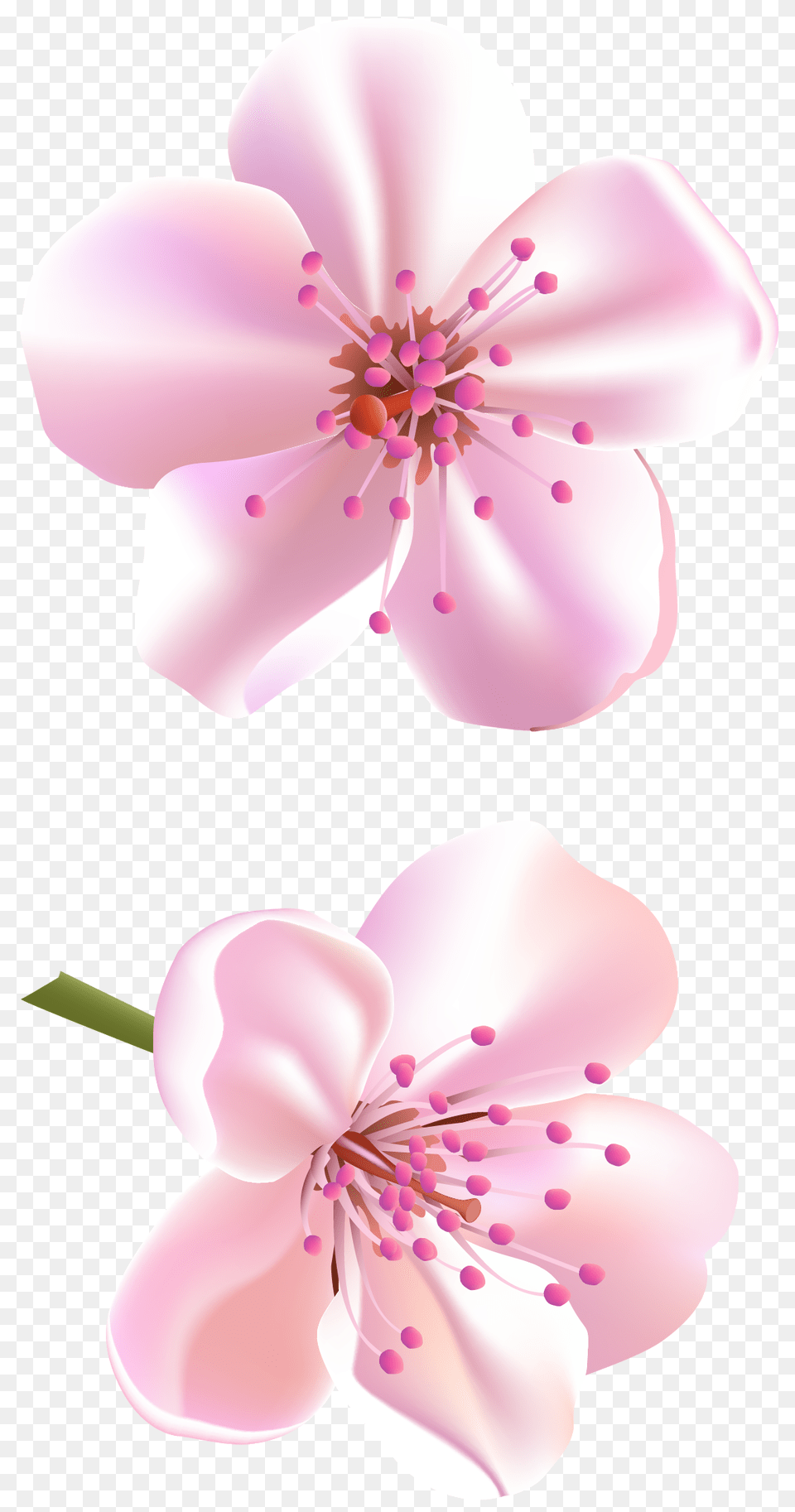 Spring Pink Tree Flowers Clipart Clipart Pink Cherry Blossem Clip Art, Flower, Plant, Cherry Blossom, Petal Free Transparent Png