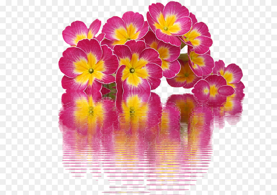 Spring Primroses Plant Primrose Spring Flowers Primroses, Flower, Geranium, Petal, Flower Arrangement Free Png