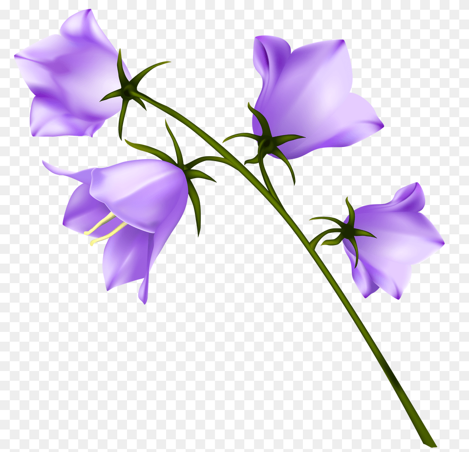 Spring Purple Campanula Free Transparent Png