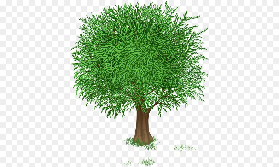 Spring Season Tree Clipart, Conifer, Grass, Plant, Vegetation Png