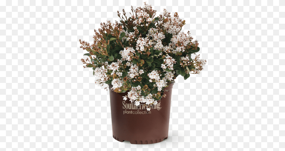 Spring Sonata Indian Hawthorn In Branded Pot Indian Hawthorn, Flower, Flower Arrangement, Flower Bouquet, Plant Free Png Download
