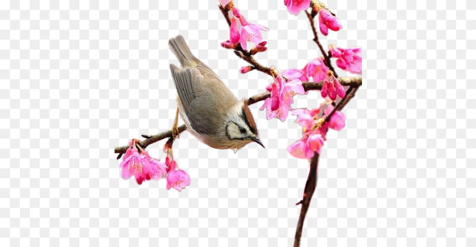 Spring Springtime Bird Scspring Remixit Spring 300 X, Animal, Finch, Flower, Petal Png Image