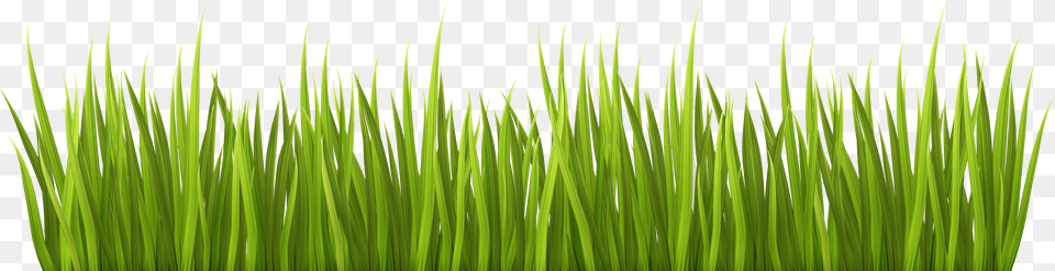 Spring Transparent Clip Transparent Grass Clipart Free Png
