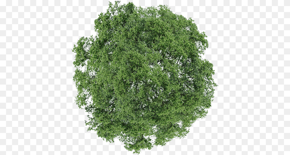 Spring Tree Background Image Photo 3035 Tree Top View, Moss, Plant, Vegetation, Herbal Free Transparent Png