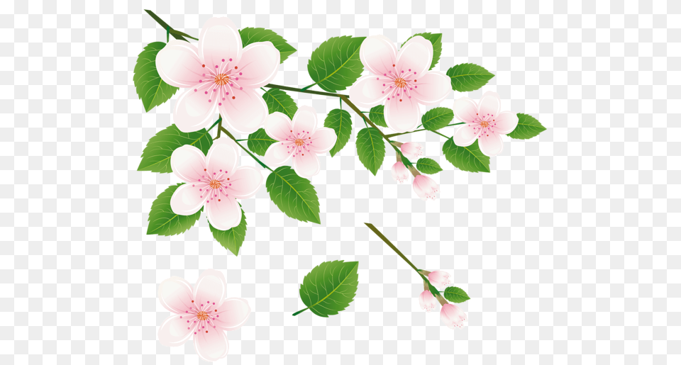 Spring Tree Branch With Flowers Clipart Picture All Hd Tree Flowers Clipart, Anemone, Flower, Plant, Cherry Blossom Png Image
