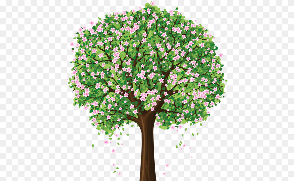 Spring Tree Clipart, Plant, Sycamore, Oak, Vegetation Free Png