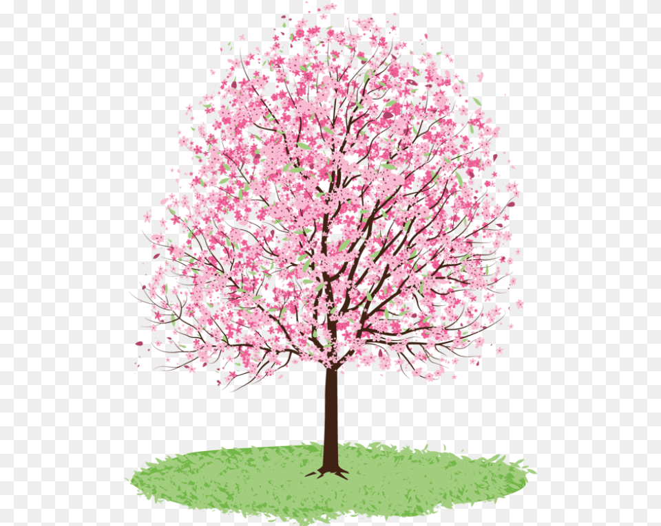 Spring Tree Clipart Download Drawing Of Cherry Blossom Tree, Flower, Plant, Cherry Blossom Png