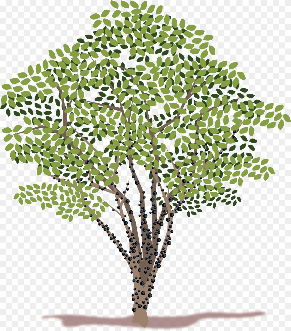 Spring Tree Vector Clipart Jabuticabeira, Plant, Oak, Sycamore, Vegetation Free Transparent Png