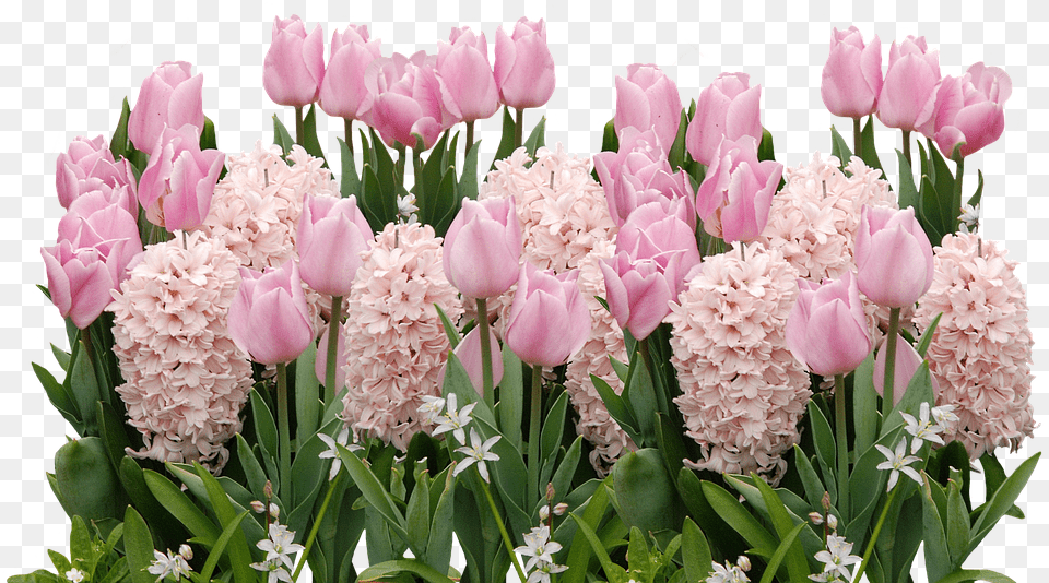 Spring Tulips Easter Easter Clipart Spring Flowers, Flower, Petal, Plant, Flower Arrangement Free Png