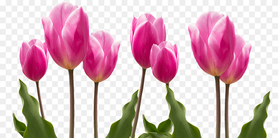 Spring Tulips Pink Photo On Pixab Tulips Flower, Plant, Tulip, Petal, Balloon Free Png Download