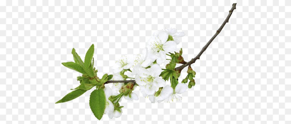 Spring White Branch Clipart, Flower, Plant, Cherry Blossom Free Png