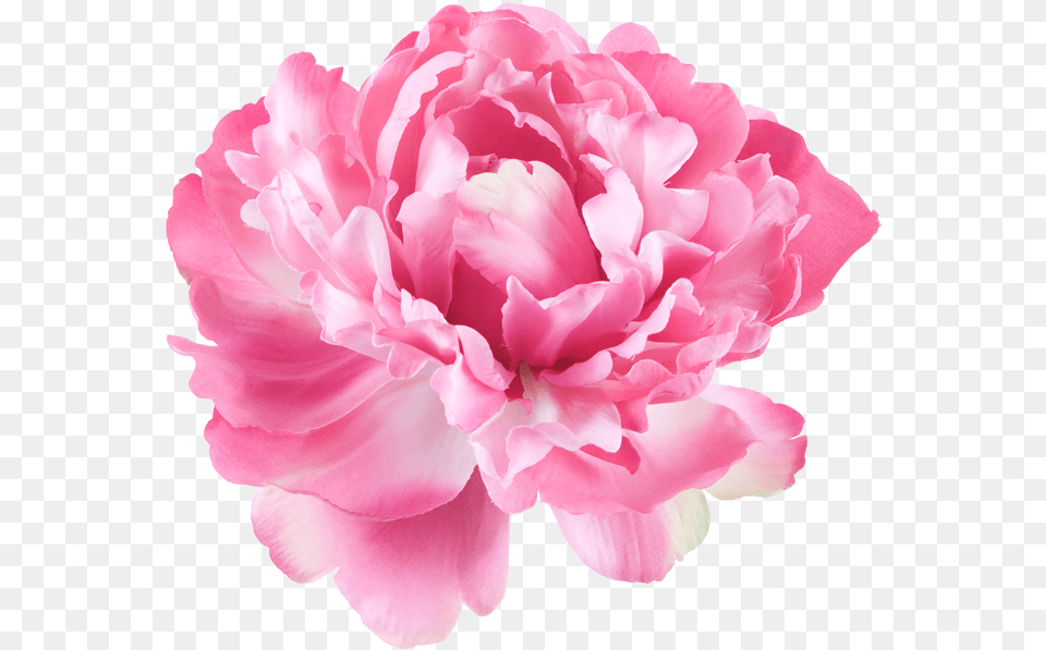 Springbank Home Peony Flower White Background, Carnation, Plant, Rose Png