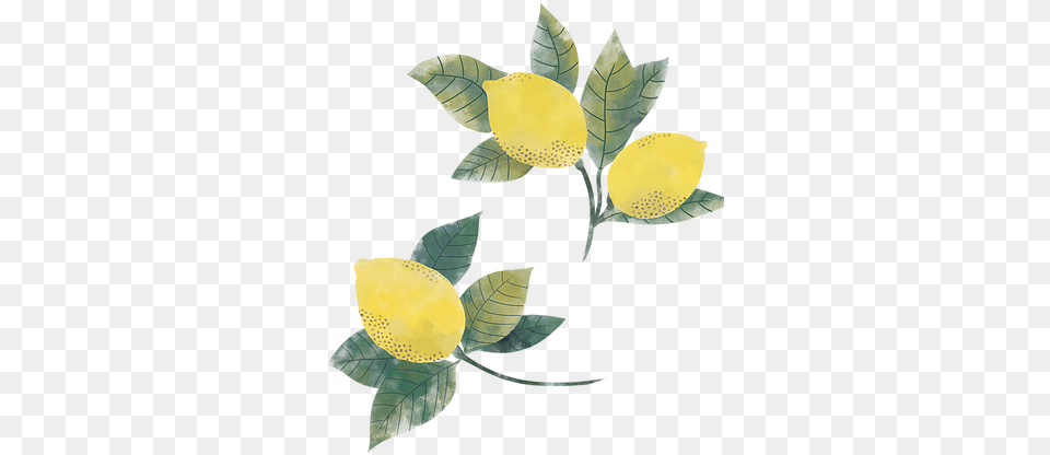 Springsummer 2018 Mulligan Illustration, Produce, Plant, Lemon, Leaf Png Image