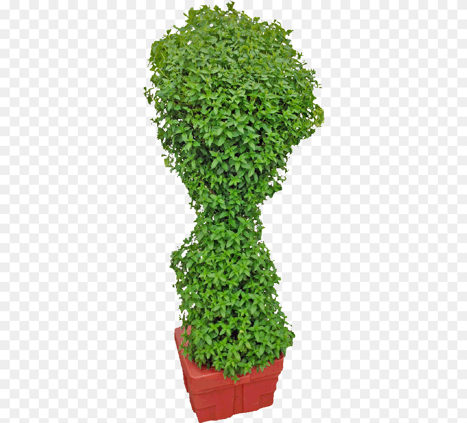 Springsystem How To Grow Mint Hydroponics Mint, Plant, Potted Plant, Vine, Ivy Free Png