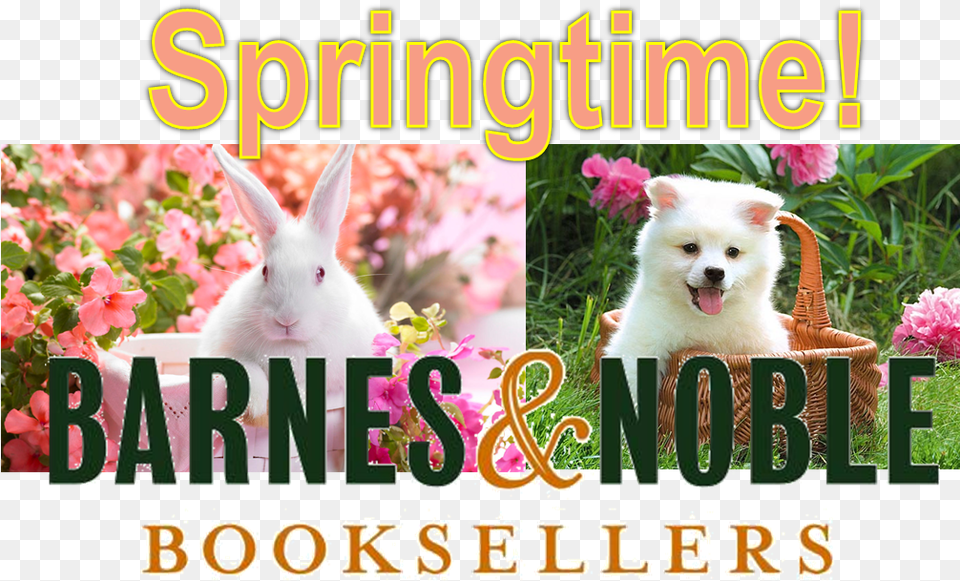 Springtime Storytime At Barnes Amp Noble Rabbit, Animal, Canine, Dog, Eskimo Dog Free Png Download