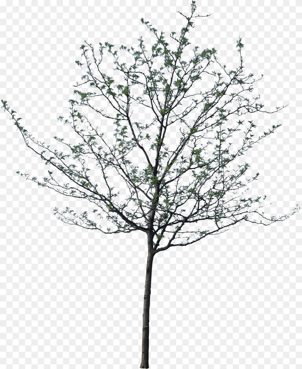 Springtime Tree Black And White U0026 Free Architecture Vector Tree, Plant, Ice, Leaf, Nature Png Image