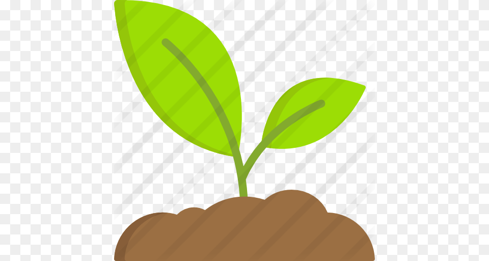 Sprout, Leaf, Plant Png
