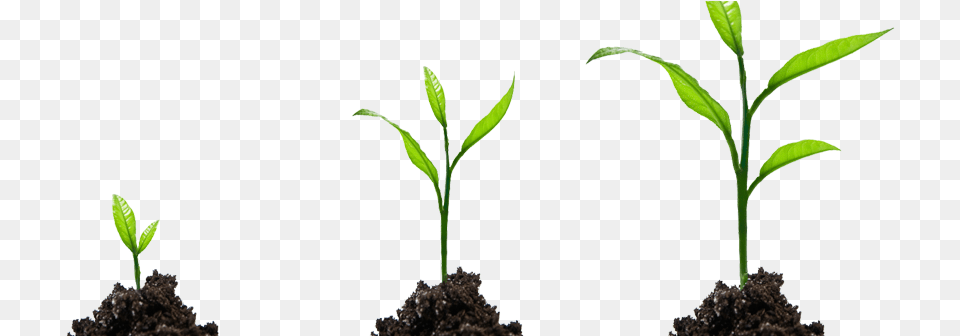 Sprout, Plant, Soil, Leaf Free Transparent Png