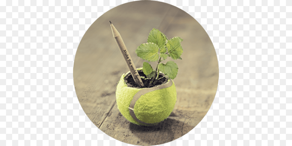 Sprout Pencil Sprout World, Ball, Sphere, Sport, Tennis Png Image