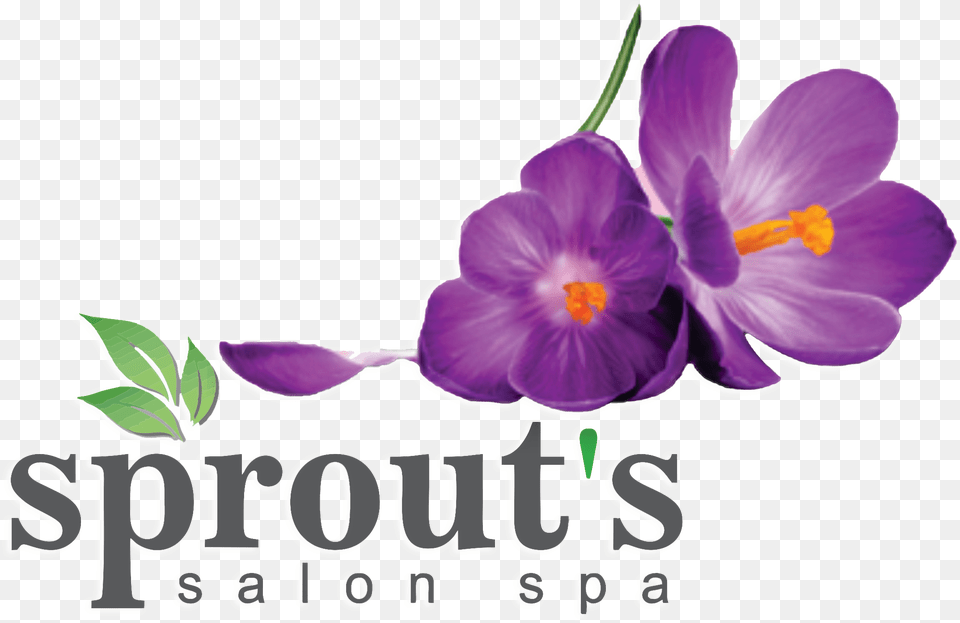 Sprout S Salon Amp Spa Unghie Semipermanente Termico, Flower, Plant, Purple, Anther Free Png