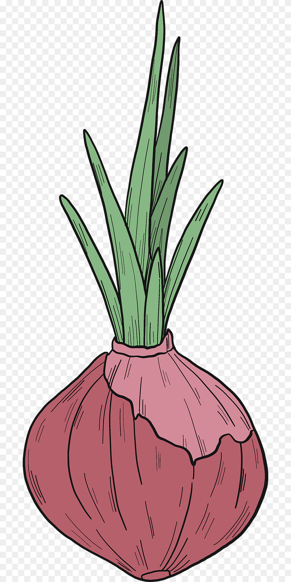 Sprouted Onion Clipart, Food, Produce, Plant, Leek Free Png Download