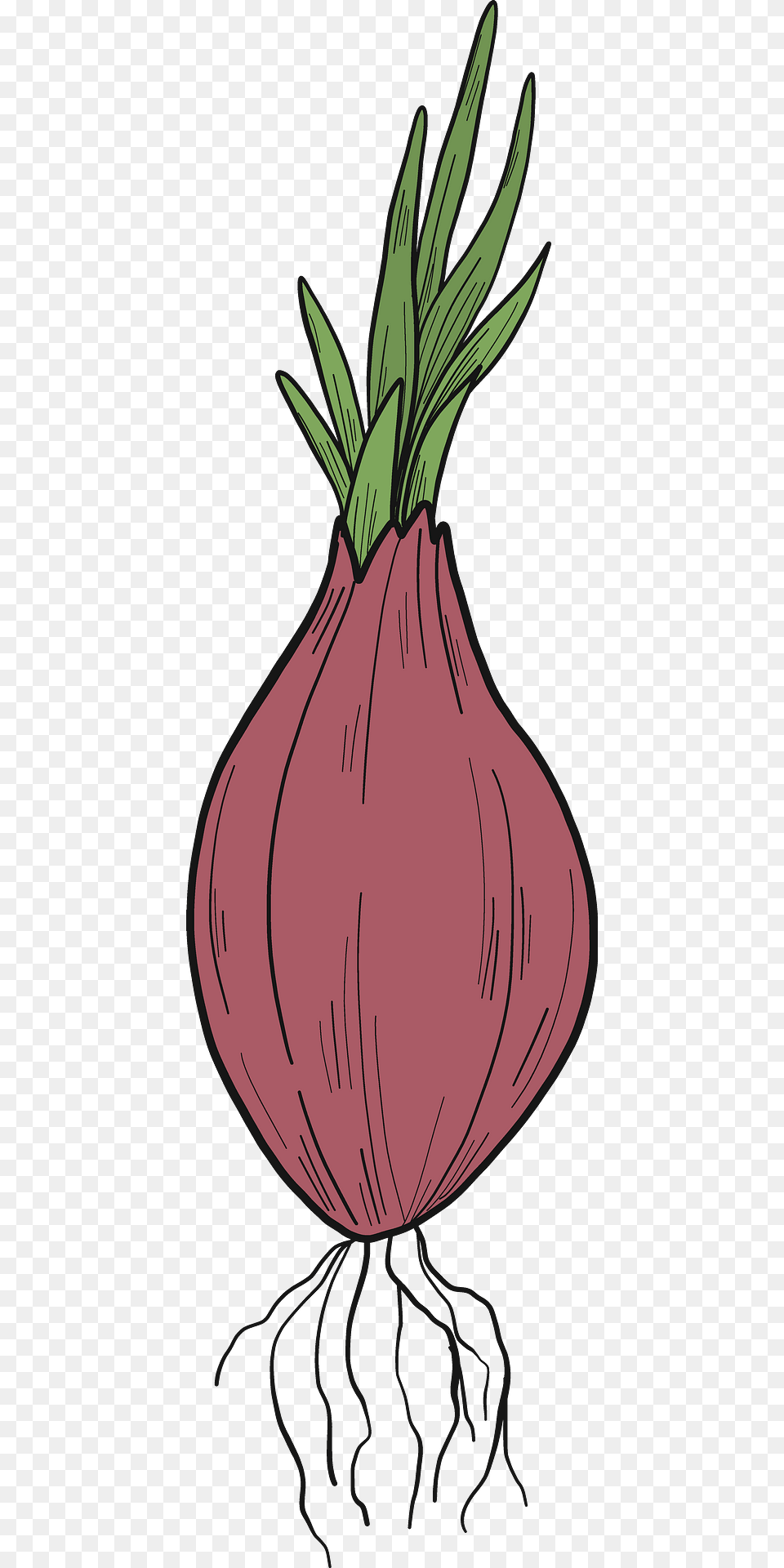 Sprouted Onion Clipart, Food, Produce, Plant, Vegetable Png