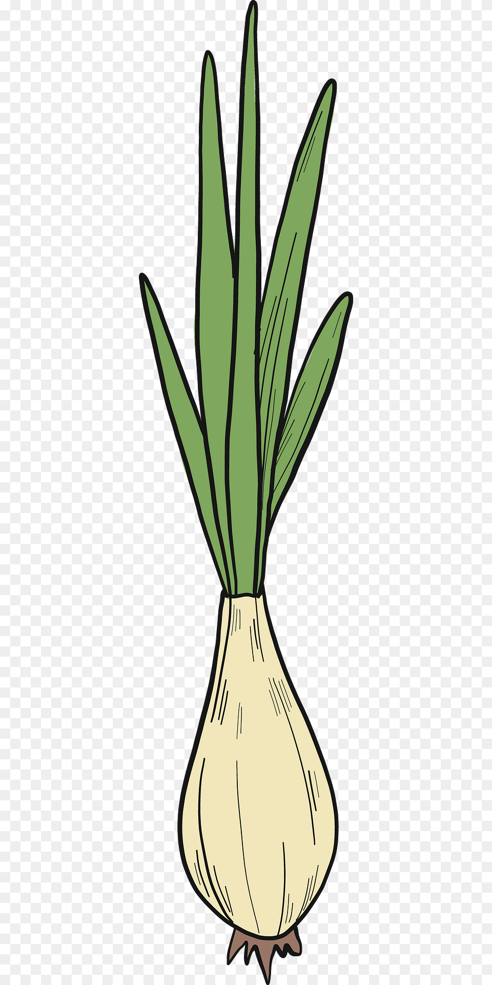 Sprouted Onion Clipart, Food, Produce, Leek, Plant Free Transparent Png