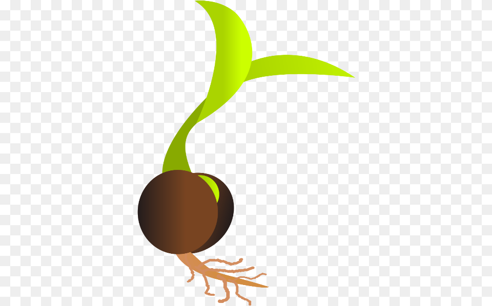 Sprouting Seed Germination Clip Art Seed, Person, Plant, Root Free Transparent Png