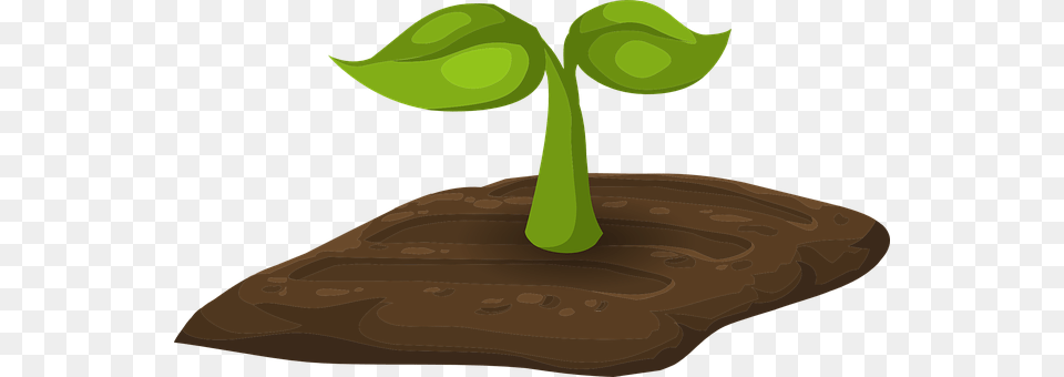 Sprouts Plant, Sprout Free Transparent Png