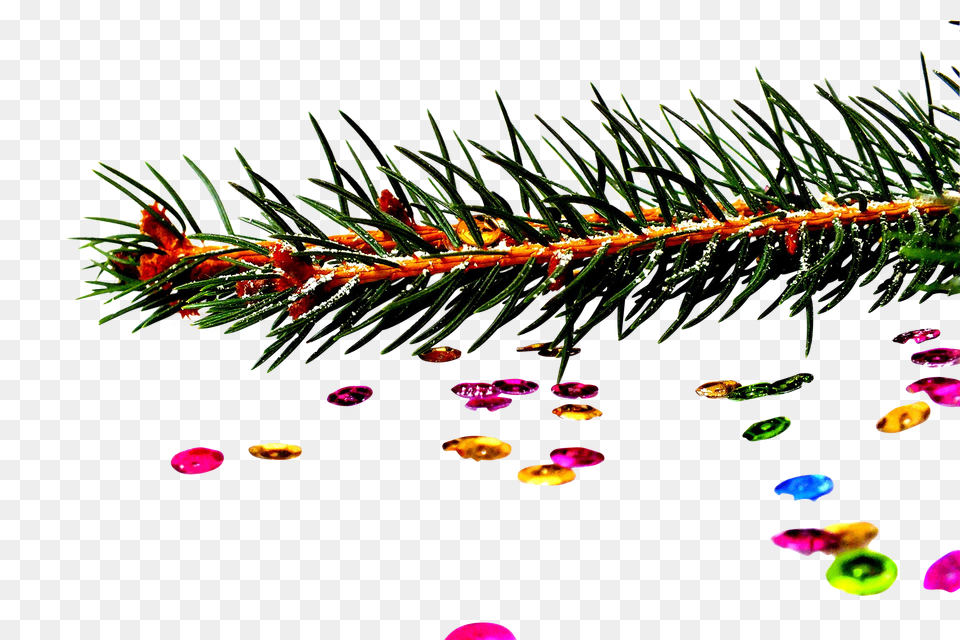 Spruce Clip, Plant, Tree, Accessories, Fir Png Image