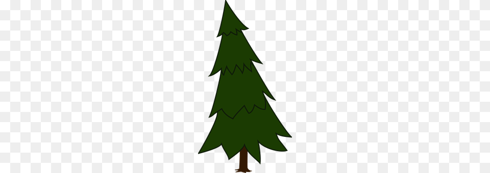 Spruce Green, Plant, Tree, Fir Png Image