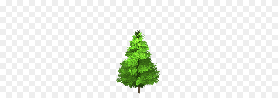 Spruce Plant, Tree, Pine, Fir Free Transparent Png