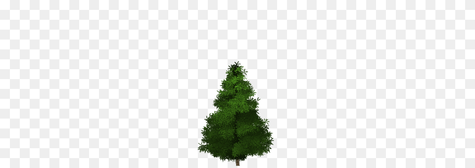 Spruce Fir, Plant, Tree, Pine Free Png Download
