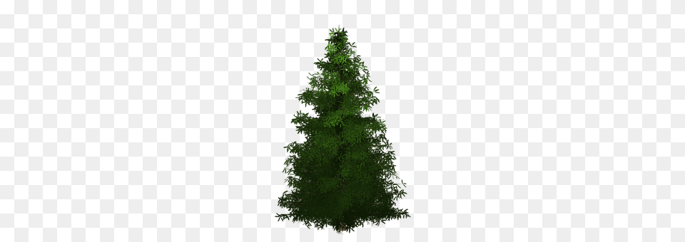 Spruce Fir, Plant, Tree, Conifer Free Png