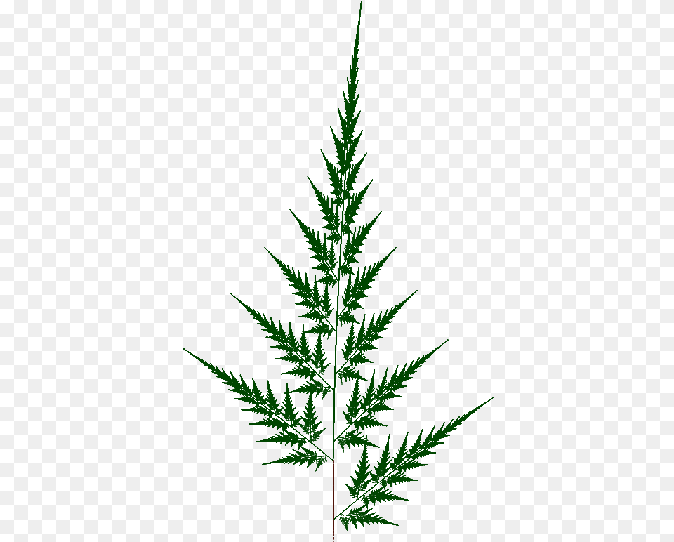 Spruce, Leaf, Plant, Fern, Tree Png