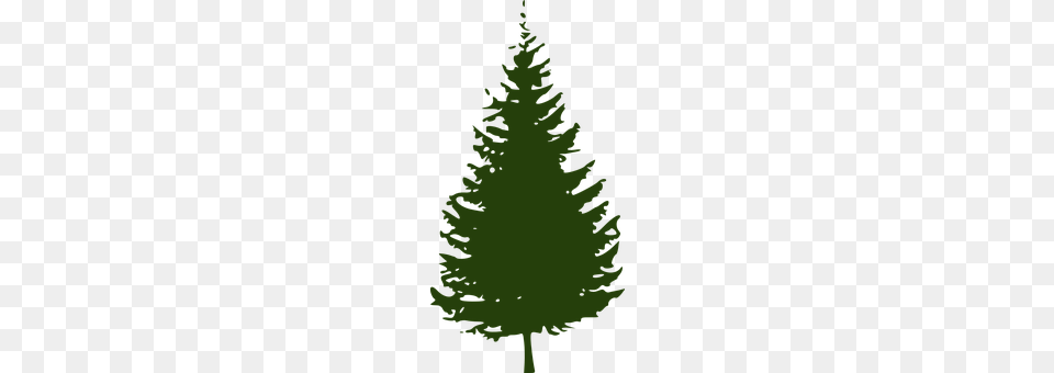 Spruce Fir, Plant, Tree, Conifer Free Png