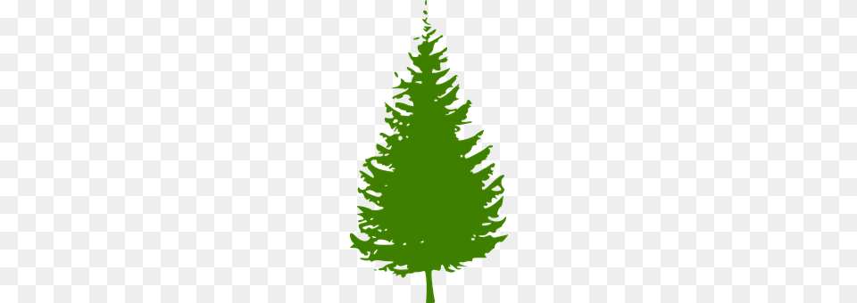 Spruce Tree, Plant, Leaf, Fir Free Png Download