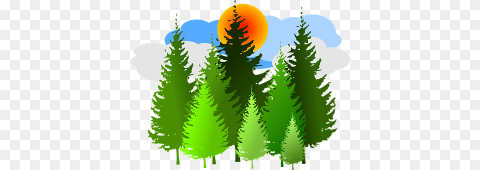Spruce Conifer, Fir, Pine, Plant Free Png