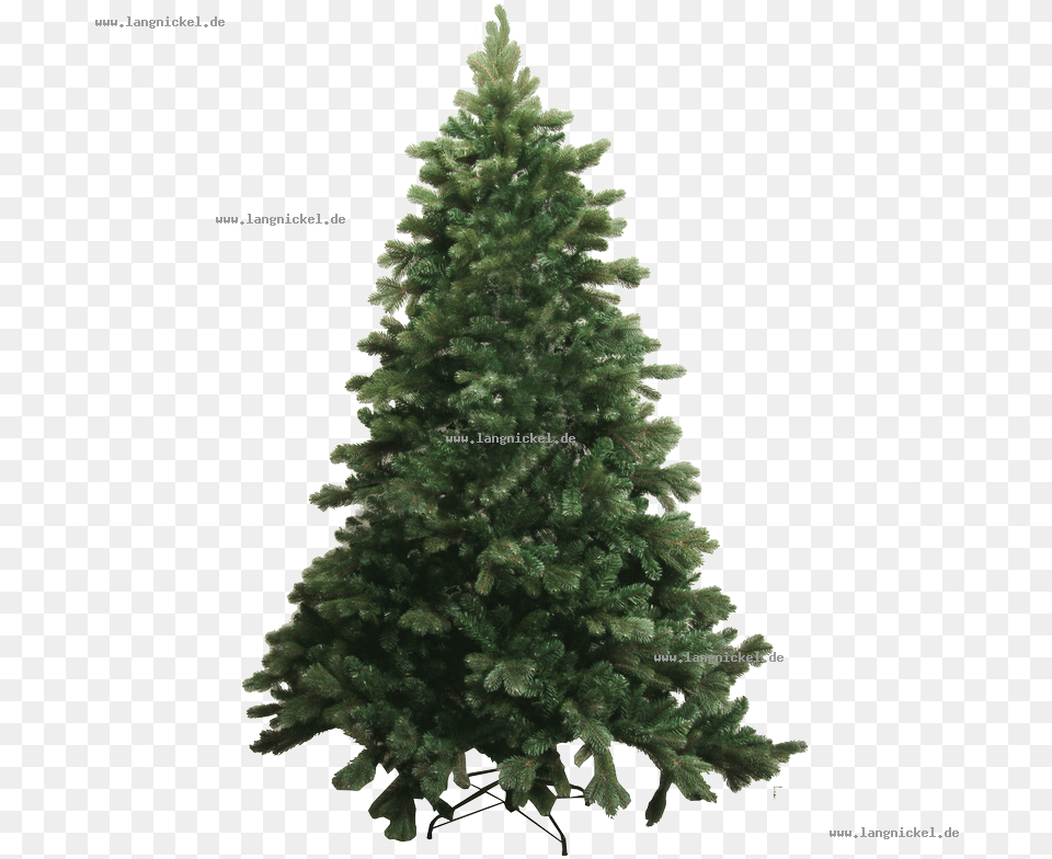 Spruce Abies Bracteata Tree Pine Douglas Fir Abies, Plant, Conifer, Christmas, Christmas Decorations Png